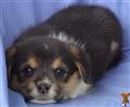 Pembroke Welsh Corgi